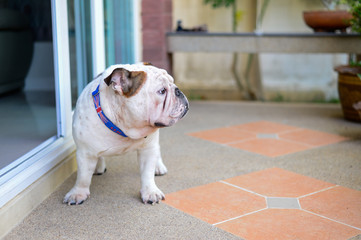 english bulldog standing and see something, and copy space