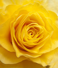 Naklejka premium Yellow rose