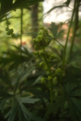 bloom soon green nature macro