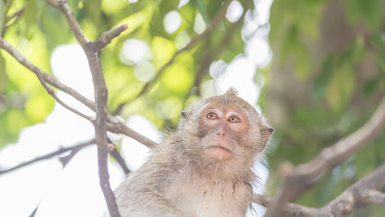 Naklejka na ściany i meble Macaque monkey in wildlife Thailand.