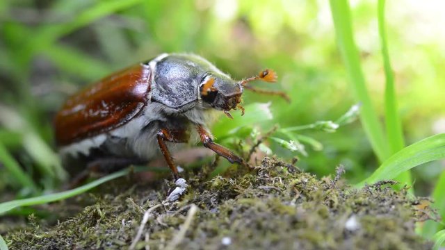 Common Cockchafer (Melolontha melolontha) also known as a May bug or Doodlebug. Close up macro of the large chestnut European beetle in June during the above ground adult stage of it's life cycle.