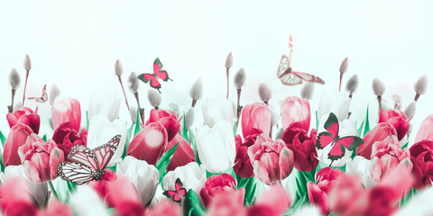 Fototapety  Wielokolorowe tulipany z wierzbą i motylami. Wielkanocne kwiaty, kwiatowy tło.