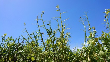 成長したそら豆