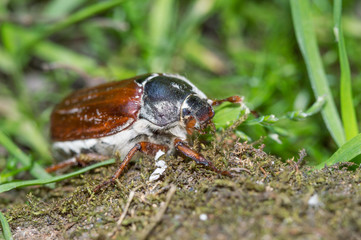 A Common Cockchafer (Melolontha melolontha) also known as a May bug or Doodlebug. Close up macro of the European beetle pest in June during the above ground adult stage of it's life cycle.