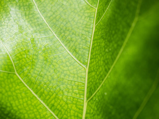 Green leaves background. Leaf texture of Ficus Lyrata.