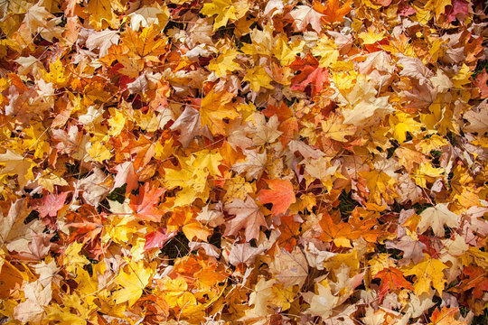 A full frame photo of colourful fall maple leaves creating texture  