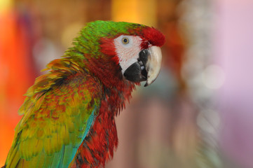 loro perico verde cotorro