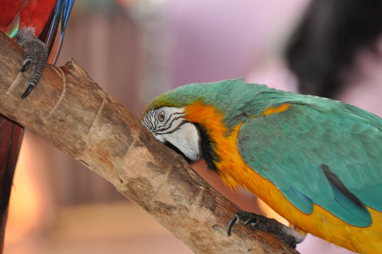 cotorro verde 