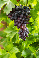 Healthy fruits Red wine grapes riping in the vineyard, dark grapes/ blue grapes/wine grapes,  bunch of grapes ready to harvest