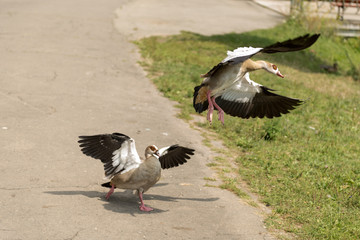 Birds photographed in ASTRA Museum of Traditional Folk Civilization - the largest open air museum in Romania and one of the largest in Europe.