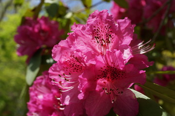 シャクナゲの花　石楠花