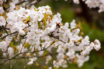 御室桜