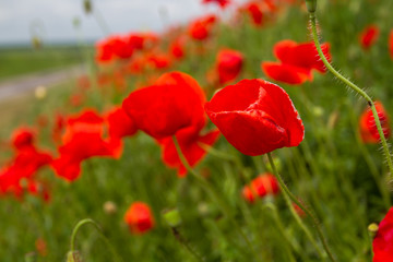 Field red poppies grow on the slope along the road
