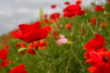 Field red poppies grow on the slope along the road