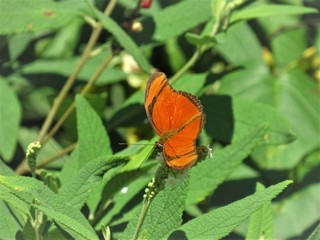 Borboleta alaranjada.