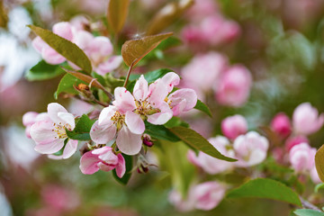 Blooming wild Apple