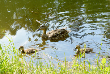 Ducks with ducklings swimming. Ducks in water