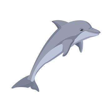 dolphin fish marine animal wildlife vector illustration