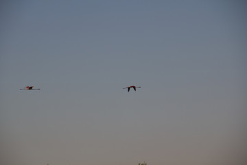 flamand rose dans le ciel