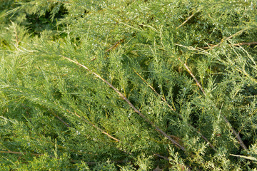 Green Hedge of Thuja Trees cypress, juniper . green natural background. close up. Texture. Leaves of pine tree