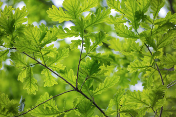 Oak green leaves