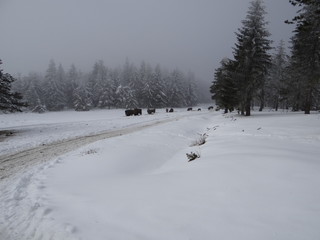 Bisons dans la neige