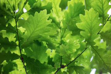 Fototapeta na wymiar Oak green leaves