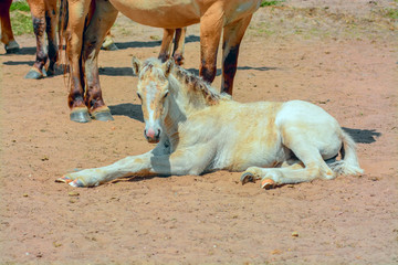 beautiful foal lying on the ground on the farm  