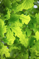 Fototapeta na wymiar Oak green leaves