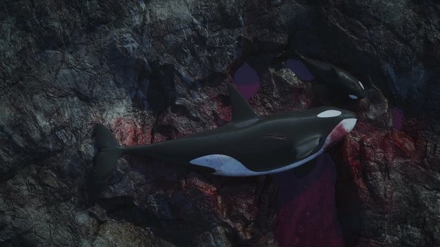 Killer Whales Dying