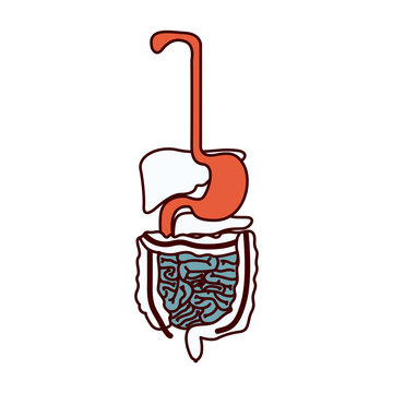 recommend clip art: color sections silhouette human digestive system vector illustration