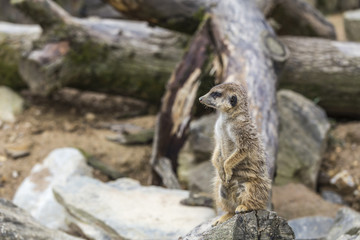 a meerkat on a tree trunk