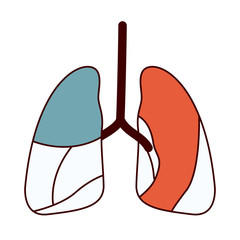 color sections contour respiratory system vector illustration