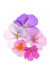 Fototapeta na wymiar Flowering pastels