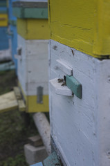 Obraz na płótnie Canvas Bees on a hive's hive