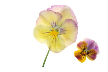 Fototapeta premium Pansy and viola