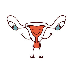 color sections hand drawing contour caricature female reproductive system vector illustration