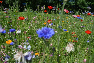 English Summer Wildflowers