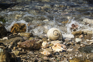 Sea shells on the beach.