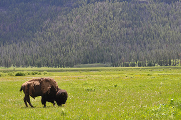 Buffalo by Mountain 