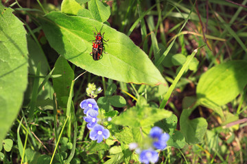 Insects soldier beetles or leatherwings pairing in the grass