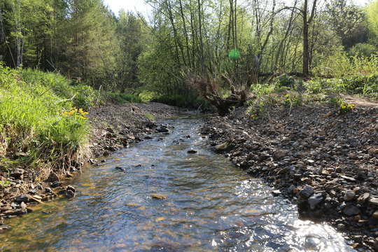 Clean fresh water forest stream