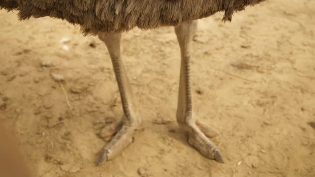 Strong ostrich's legs
