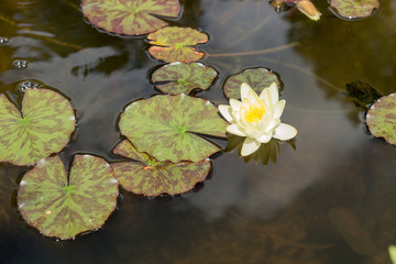 Yellow water lily in garden pond