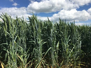 green wheat field under blue skies