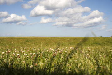 grüne wiese vor blauem himmel mit wolken