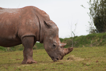 Rhino
