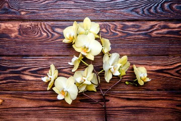 Branch of a yellow orchid on a brown wooden background 