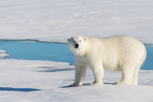 Polar bear on the pack ice