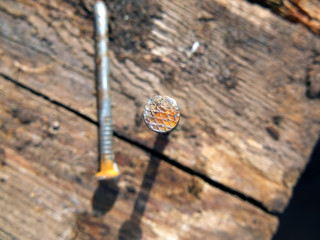 Rusty nails in wood 
